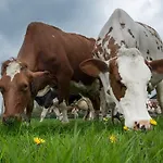 Hooiberghut Op Boerderij