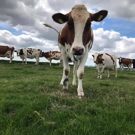 Hooiberghut Op Boerderij 莱岑丹