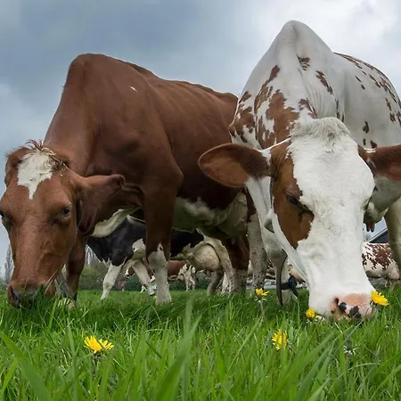 Hooiberghut Op Boerderij
