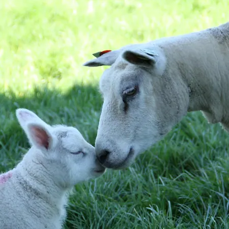 Hooiberghut Op Boerderij Casa de Férias Leidschendam