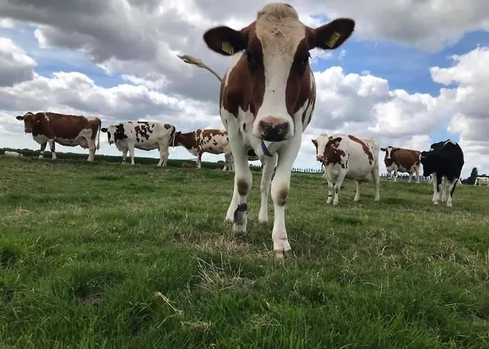 Hooiberghut Op Boerderij Leidschendam