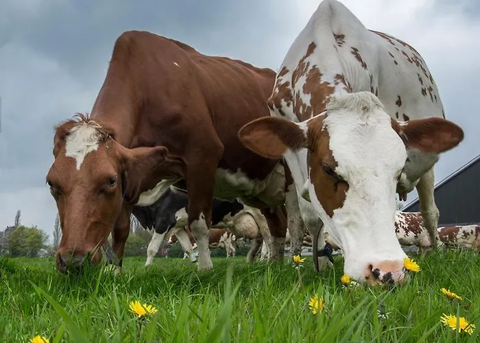 Hooiberghut Op Boerderij