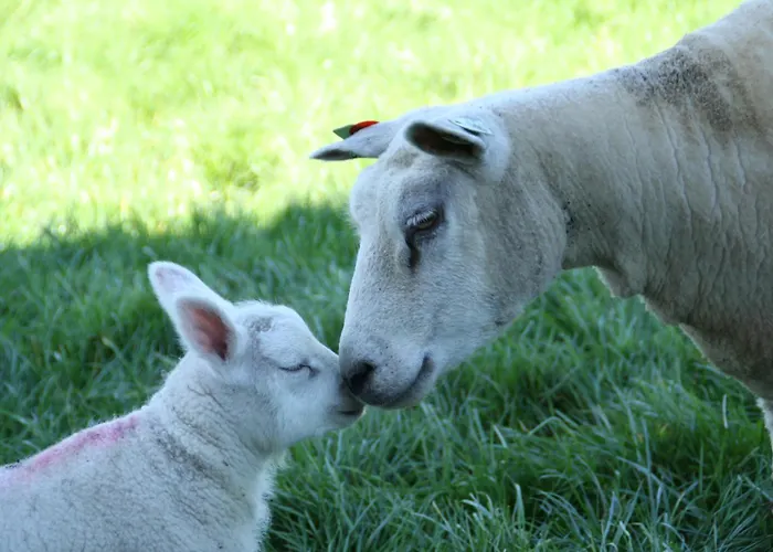 Hooiberghut Op Boerderij Semesterbostad Leidschendam